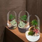 Biogarden, ecosistema terrario Bonsái Pocket KITO, perfecto regalo