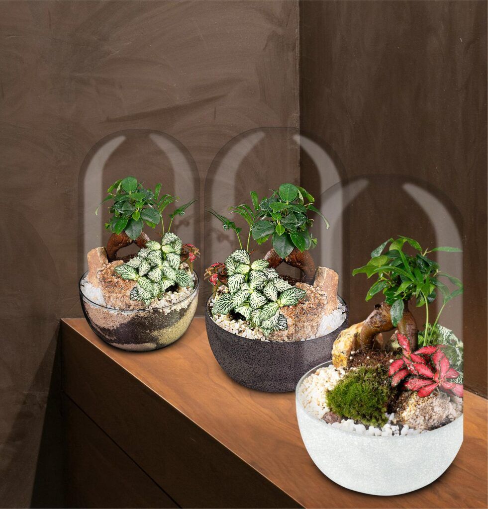 Biogarden, ecosistema terrario Bonsái Pocket KITO, perfecto regalo