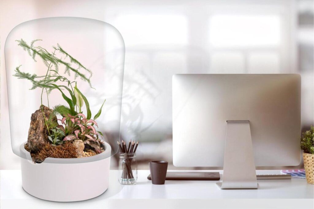 Biogarden, ecosistema terrario JARDIN BOTÁNICO MONET llenando de vida tu mesa de trabajo