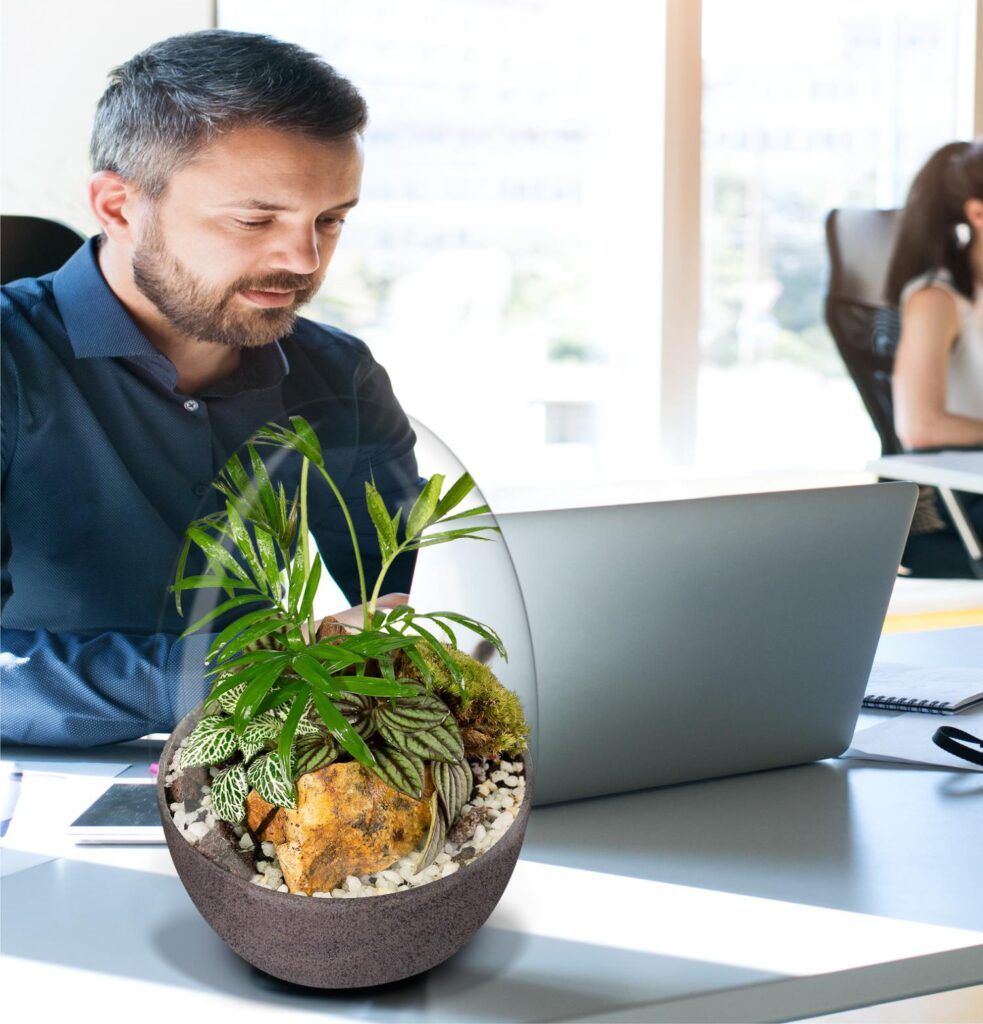 Biogarden ecosistema terrarium Wagner en una oficina