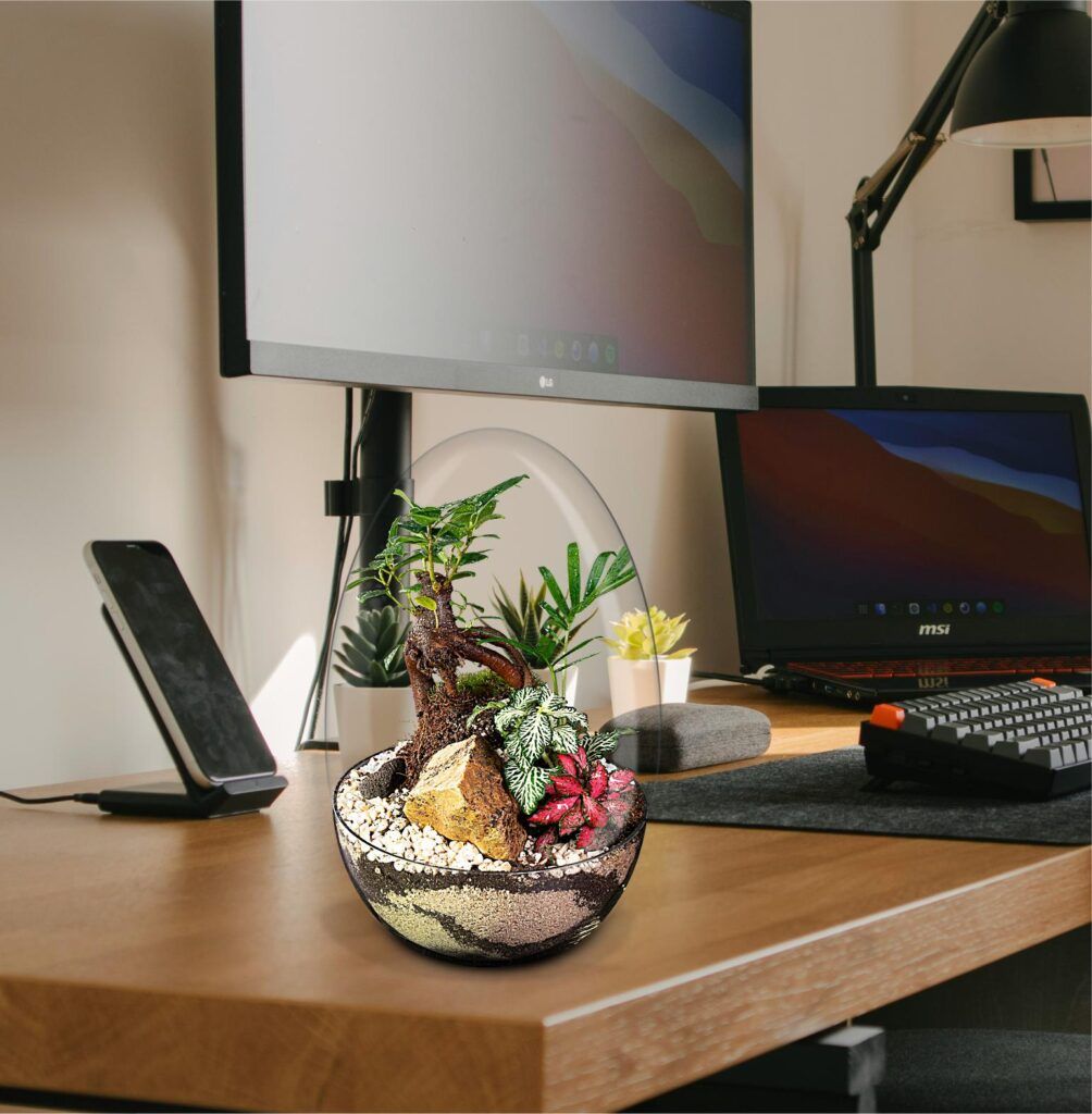 Biogarden, perfecto junto a tu pantalla de ordenador, muy relajante