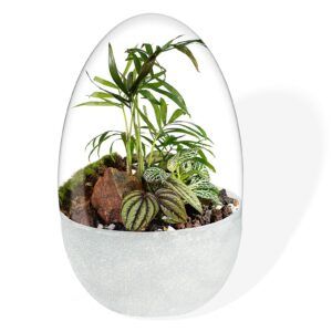 Biogarden ecosistema terrarium Wagner con base de color blanco