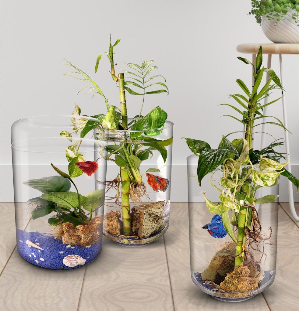Varios ecosistema Aquarium en el hogar