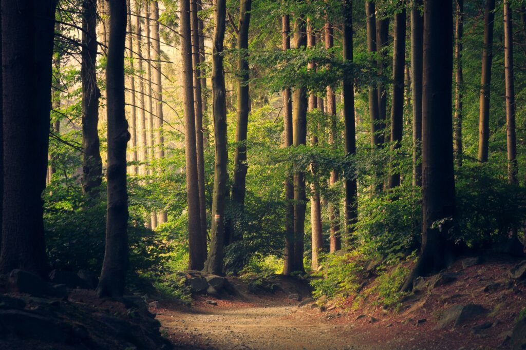 Bosque arbolado, maravillas de nuestro ecosistema