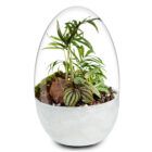 Biogarden ecosistema terrarium Wagner con base blanco