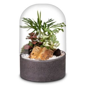 Biogarden, ecosistema terrario POCKET SHUBERT con base en color antracita decorativo