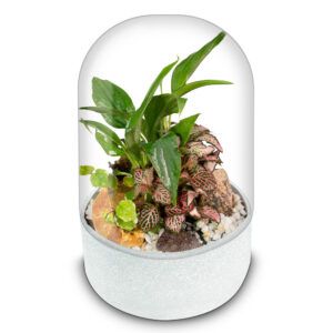 Biogarden, ecosistema terrario POCKET BACH con base en color BLANCO ROTO