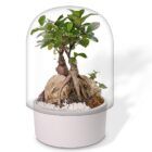 Bonsai terrario en cristal, campana transparente y base color blanco