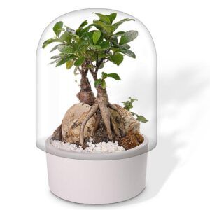 Bonsai terrario en cristal, campana transparente y base color blanco