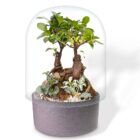 terrario bonsai ecosistema Biogarden con dos bonsais rocas y plantas y base antracita