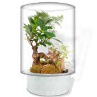 Biogarden ecosistema terrario bonsái KENSHO base color blanco