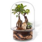 bonsai en cristal, ecosistema recreado dentro de recipiente de cristal con dos bonsis y base transparente efecto sustrato interior