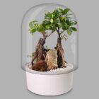 bonsai en ecosistema terrario con dos grisáceo y paisaje natural, con fondo gris