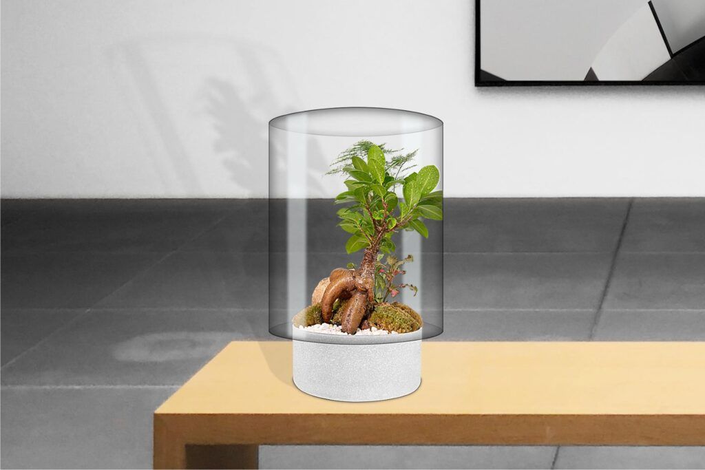Biogarden Ecosistema terrarium KENSHO Ecosistema terrario bonsái como decoración del hogar