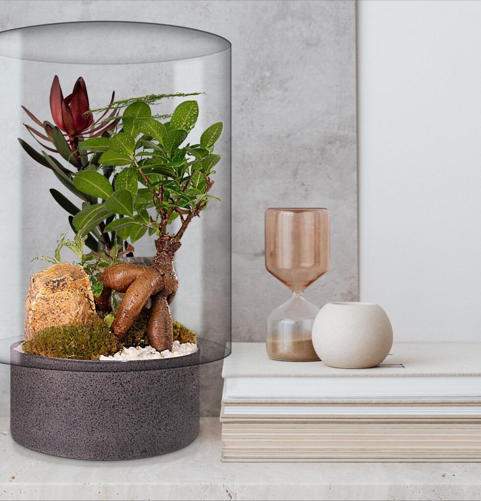 Biogarden ecosistema terrario bonsái KENSHO decoración 4