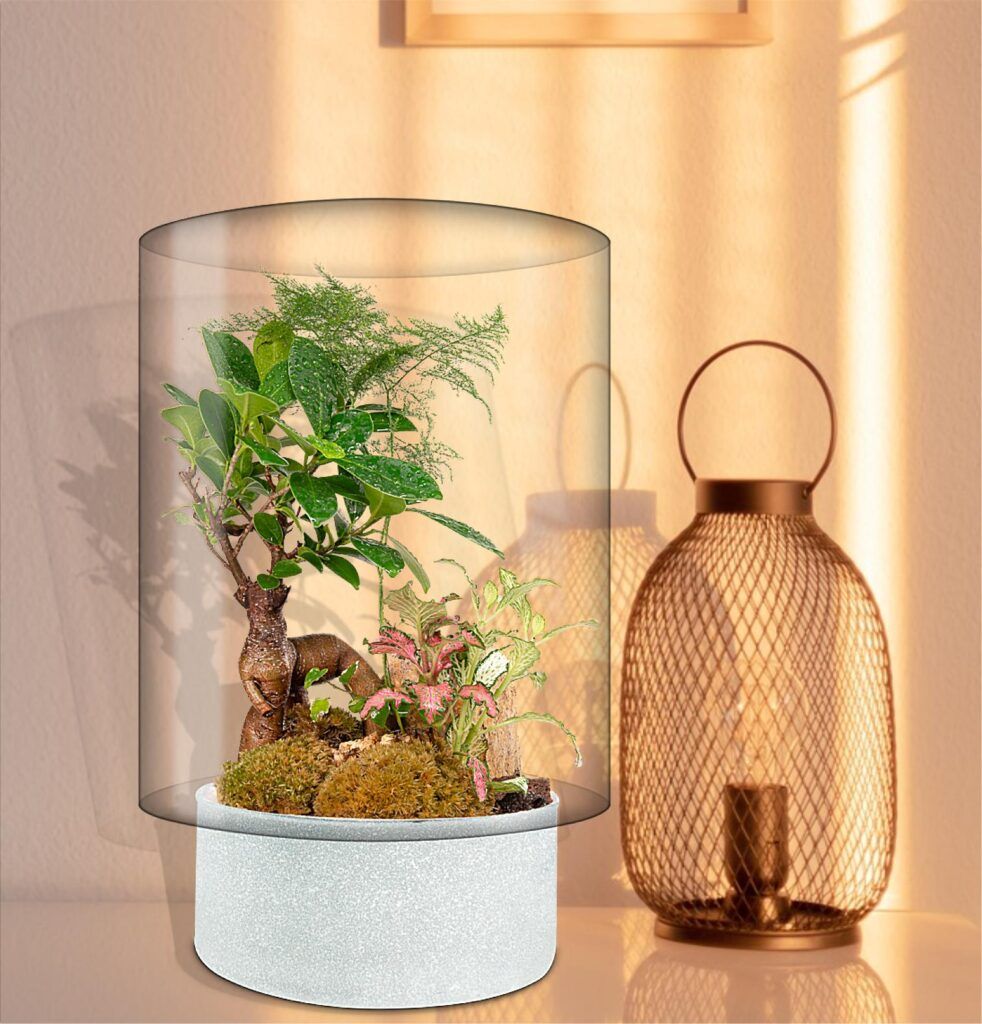 Biogarden ecosistema terrario bonsái KENSHO decoración 5