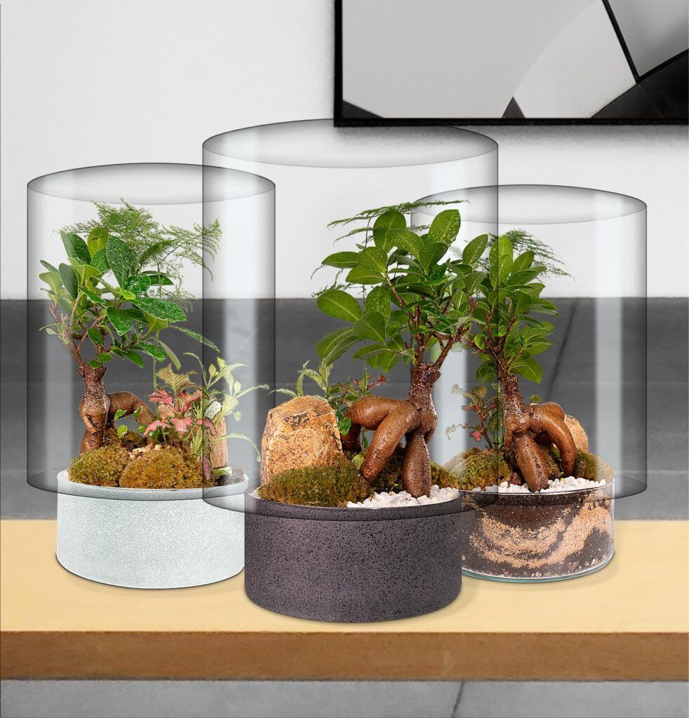 Biogarden ecosistema terrario bonsái KENSHO decoración 6