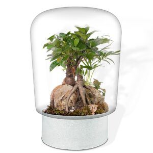 Biogarden, Ecosistema BONSAI DUO IKIGAI con base de color blanco