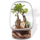 Foto de Biogarden-Ecosistema-terrario-DUO-BONSAI-SATORI-con-base-en-color-NATURAL-TERRA