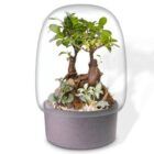 Foto de Biogarden Ecosistema terrario DUO-BONSAI SATORI con base en color antracita