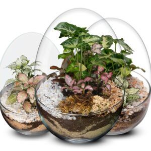 Ecosistemas terrarium Mini Plantas. Regalo ideal, solo agua cada 6 meses.