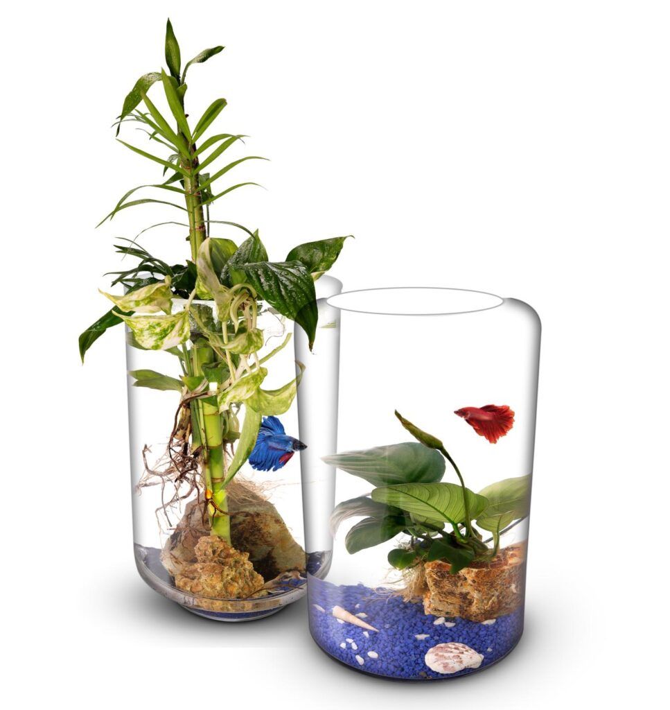 Biogarden, Ecosistemas AQUARIUM Foto de dos ecosistema con agua, pez y plantas. Sorprendente!! y descubre los ecosistemas simbióticos con pez Betta y vegetación creados por Biogarden.