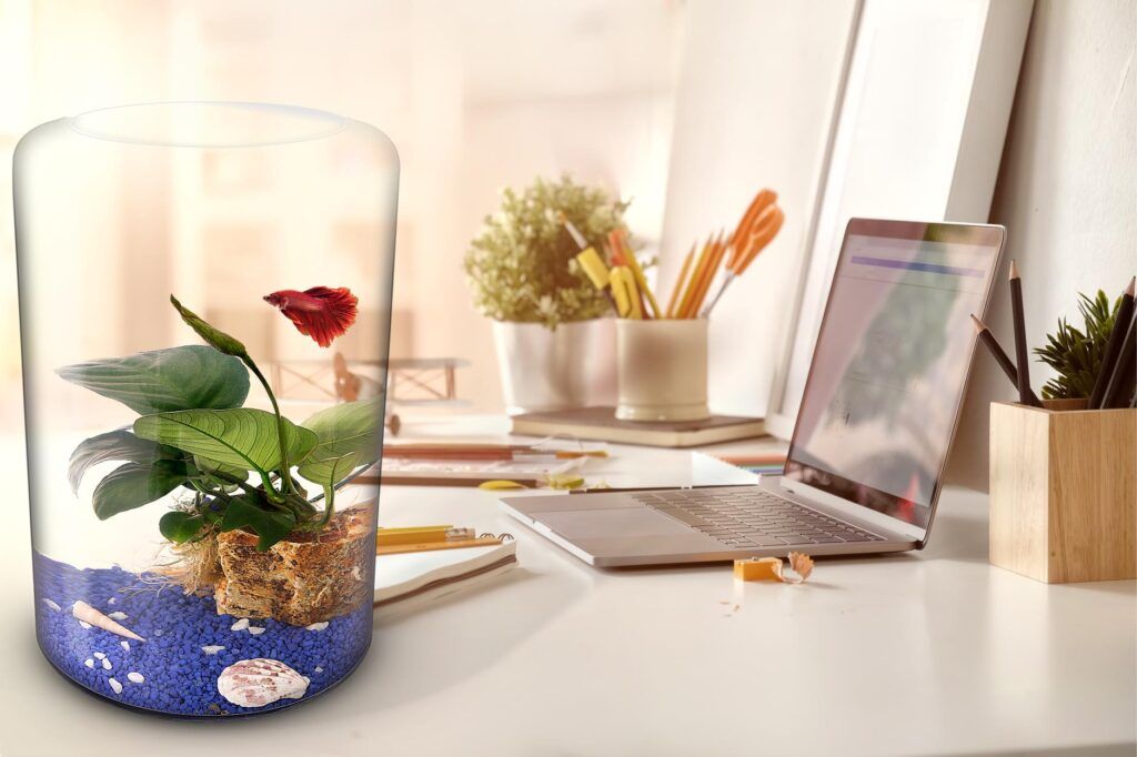 Biogarden ecosistema simbiótico AQUARIUM Fotografía de Ecosistema AQUARIUM, recipiente de vidrio con plantas y un pez Betta