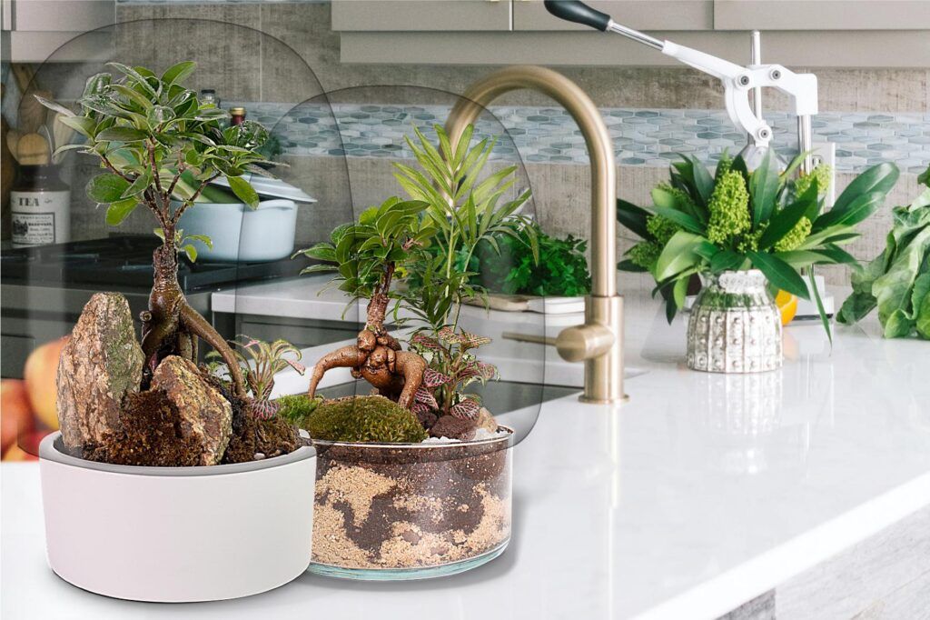 10Biogarden,  ecosistemas Bonsái Biogarden bonsái en un espacio del hogar