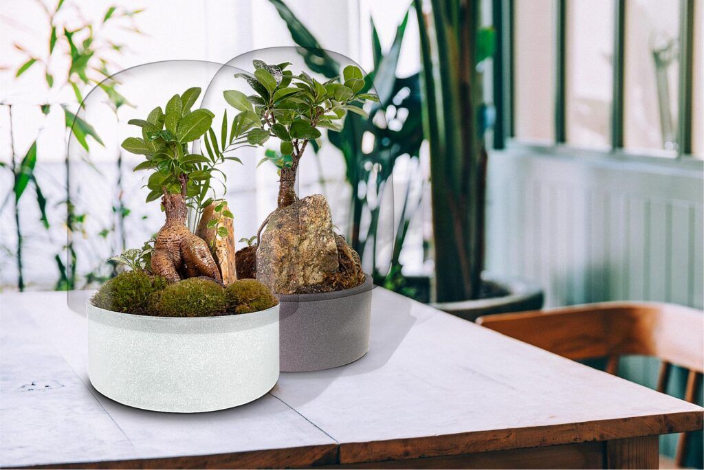 3 Ecosistemas terrarium bonsai ZEN 3 Ecosistemas terrarium bonsai ZEN