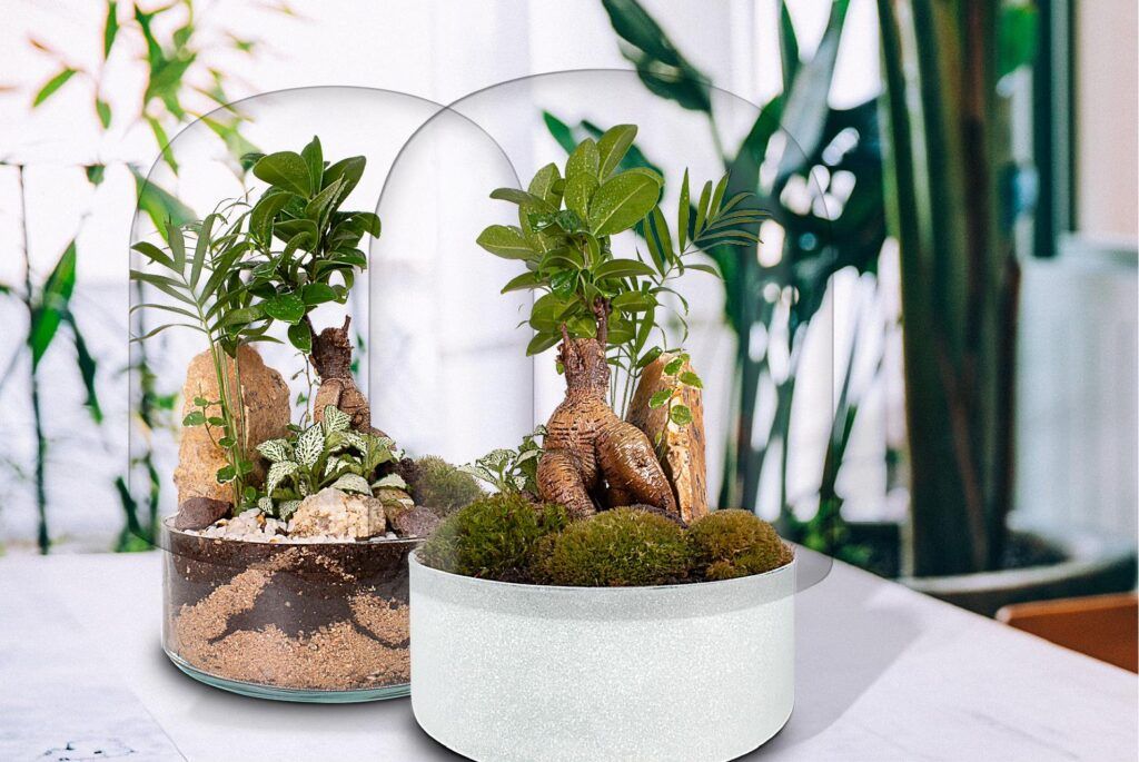 Ecosistemas terrarium bonsai ZEN Nueva colección de ecosistemas Bonsái creada por Biogarden
