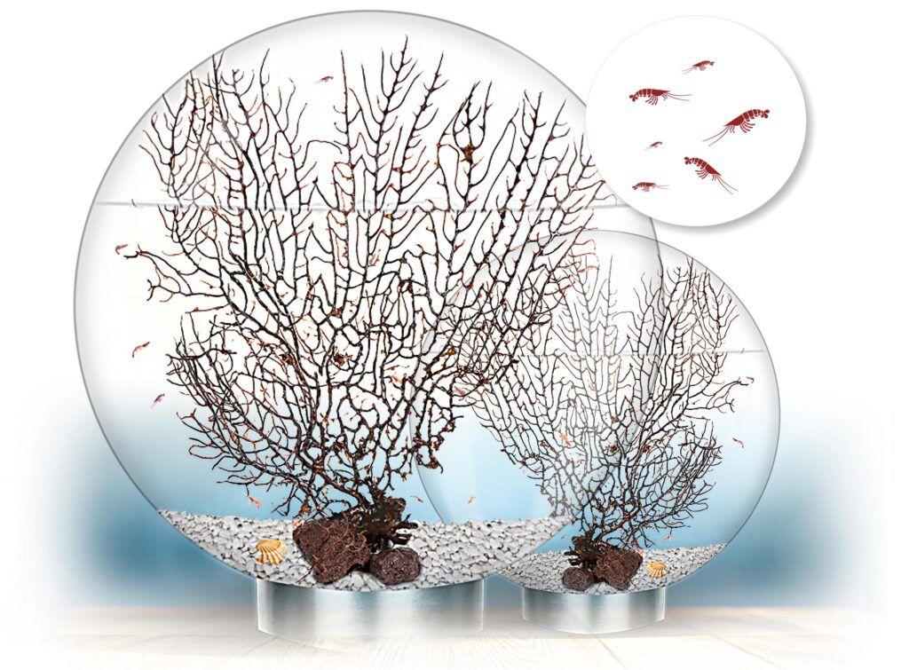 Biogarden, colección de Ecosistemas Biosfera Coleccion de Ecosistemas BIOSFERA, estan cerrados y solamente necesitan luz, es un ecosistema perfecto