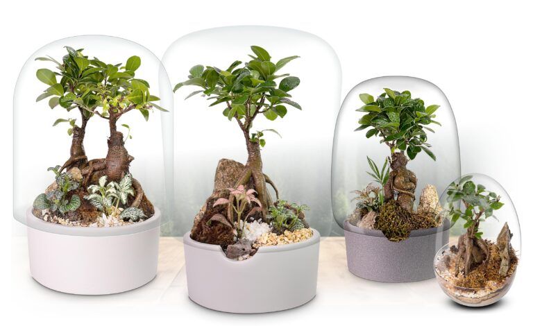 Fotografía de Biogarden, Colección Ecosistemas BONSÁI