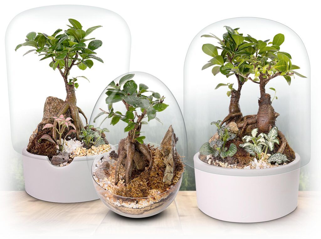 Fotografía de Biogarden, colección Ecosistemas BONSÁI, una colección creada para regalo y decoración