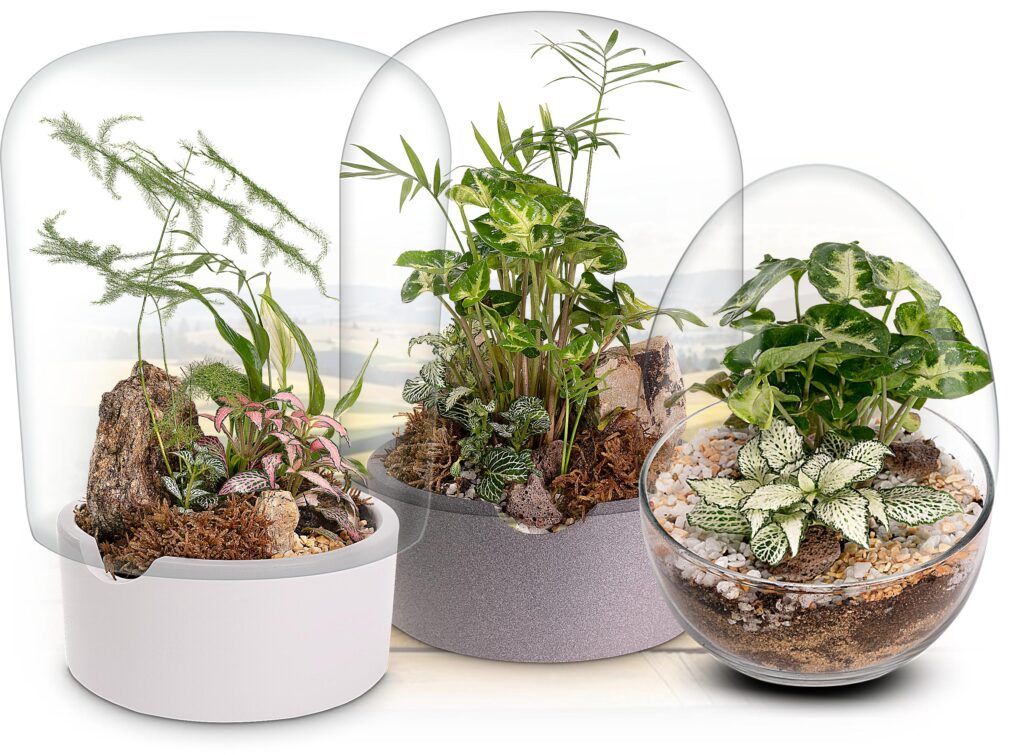 Biogarden, colección de Ecosistema JARDIN BOTÁNICO, creado con plantas rocas y nusgo Biogarden, Ecosistema JARDIN BOTÁNICO creada con rocas plantas y musgo