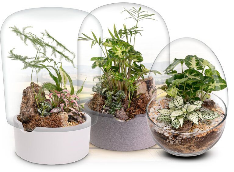 Biogarden, Ecosistema JARDIN BOTÁNICO creada con rocas plantas y musgo