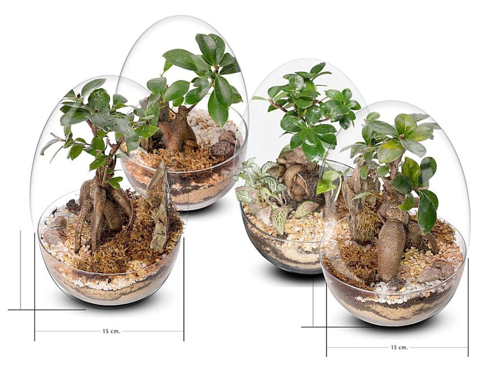 Colección de Ecosistemas BONSAI EOSISTEMAS PEQUEÑOS CREADOS CON BONSÁIS