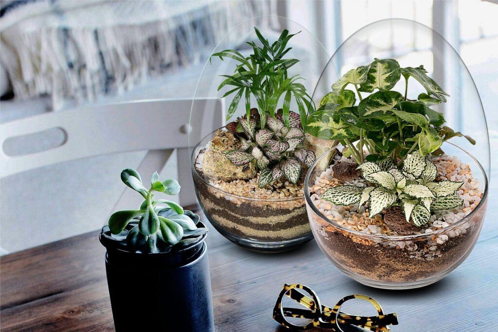 Biogarden, Ecosistema terrario colección Pocket Ecosistemas terrario colección Pocket en una escena de decoración