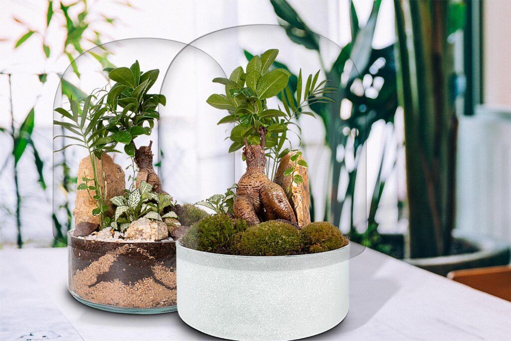 Biogarden Ecosistemas bonsái Biogarden Ecosistemas bonsái en mesa como decoración