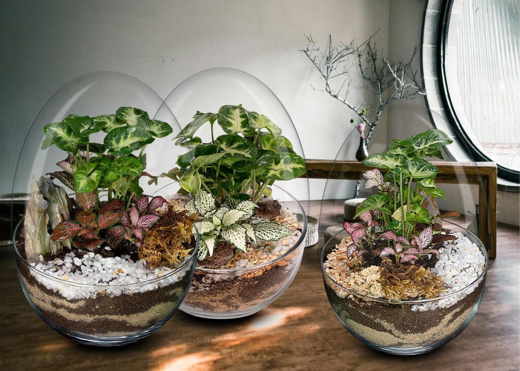 Biogarden, Ecosistemas terrario miniplantas Biogarden, diferentes ecosistemas miniplantas en un una escena decorando el hogar