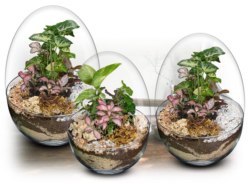 Colección de Ecosistemas terrario POCKET Coleción de pequeños ecosistemas terrario creados por Biogarden, que contienen plantas rocas y musgo