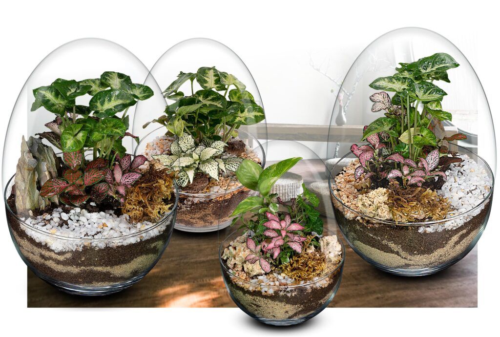 Biogarden,  colección de ecosistemas terrario POCKET Biogarden, fotografía de la colección de ecosistemas terrario POCKET en un entorno de decoración del hogar