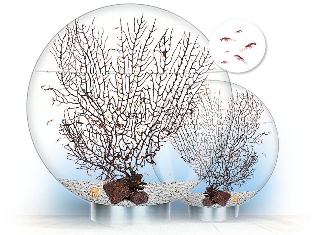 Biogarden, Ecosistemas BIOSFERA, con pequeños camarones. solo necesitan LUZB Ecosistemas Biosfera con pequeños camarones