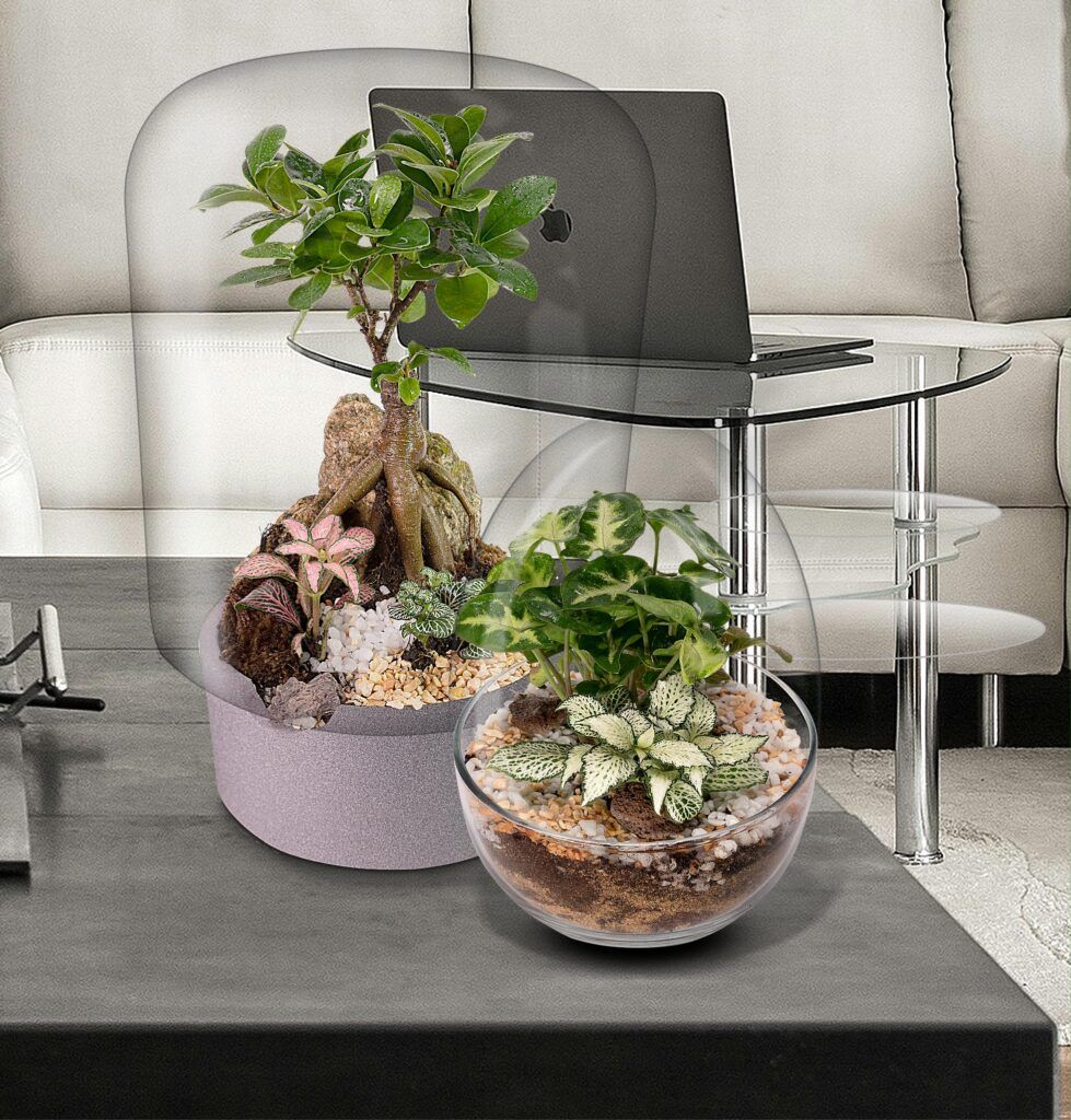 Biogarden, ecosistema terrario Bonsái Bodhi en la decoración de un espacio en el hogar