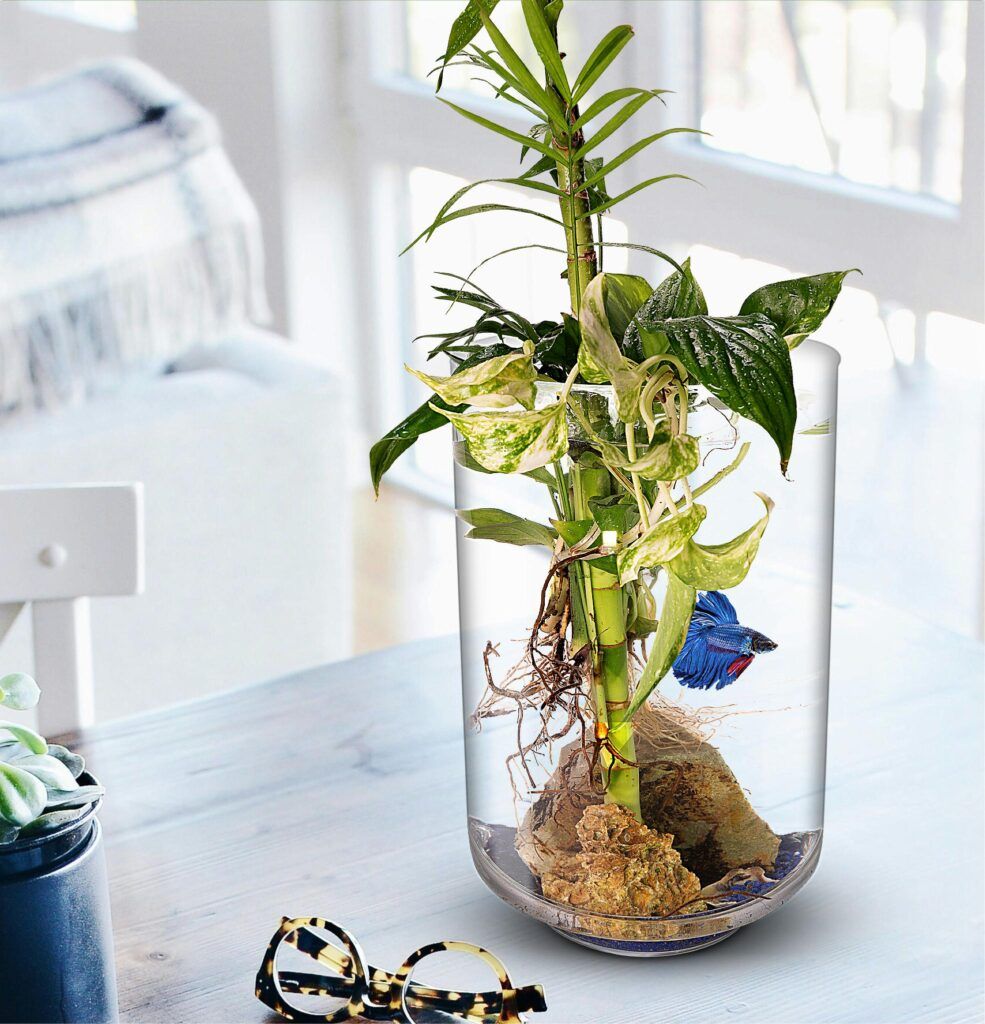 Biogarden,  Ecosistema AQUARIUM,  ubicado en el hogar Biogarden, Ecosistema AQUARIUM, ubicado en el hogar