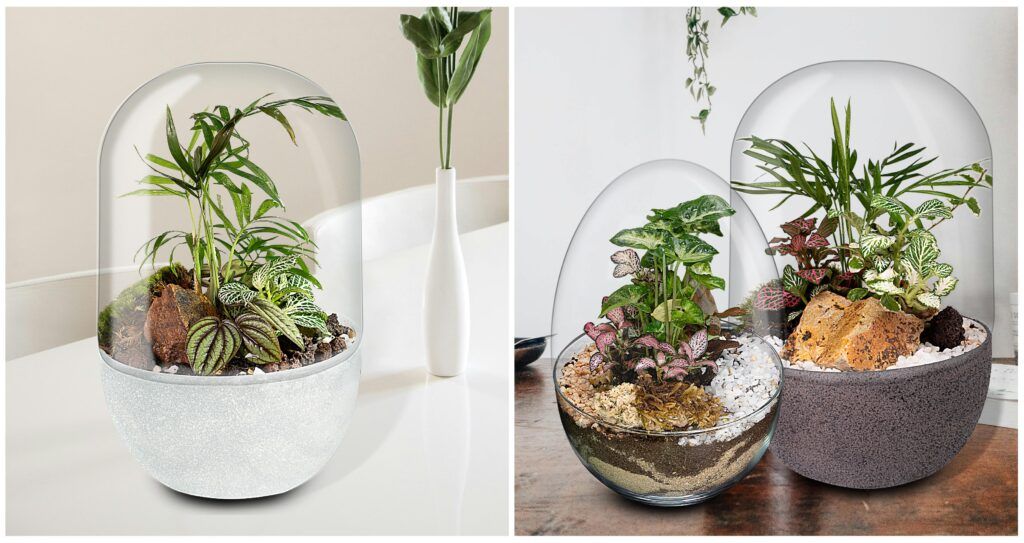 Biogarden, diferentes ecosistemas terrario como ejemplo de decoración en el hogar y en la oficina