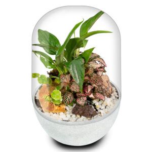 Biogarden ecosistema terrario CHOPIN con base en color blanco para tu decoración