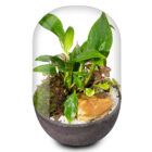 Biogarden ecosistema terrario CHOPIN con base en color antracita para decoración de tu espacio