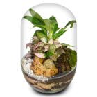 Biogarden ecosistema terrario CHOPIN con base en color transparente natural ustrato