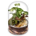 Biogarden, ecosistema terrario POCKET STRAUSS con base en color Transparente