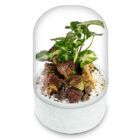 Biogarden, ecosistema terrario POCKET STRAUSS con base en color blanco roto